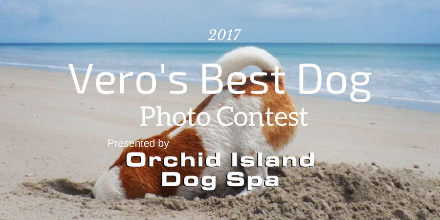 Vero's Best Dog Photo Contest