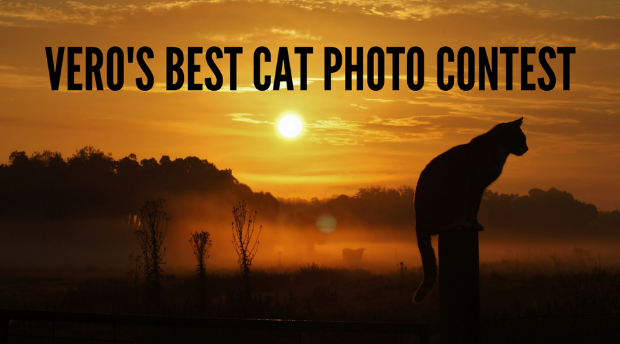 Vero's Best Cat Photo Contest